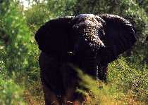 Einer der über 8000 Elefanten im Krüger-Nationalpark